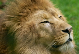 zoo de Beauval